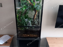Crested Geckos with bio Terrarium