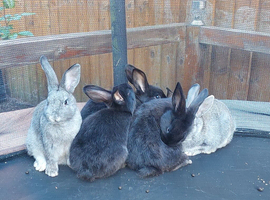 Little rabbits