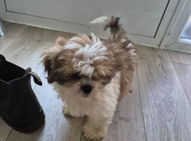 Hugo the last of the litter