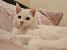 White mixed breed cat