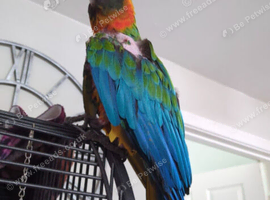 Female harlequin macaw