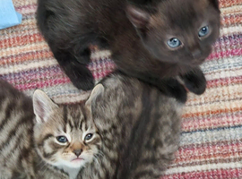 Beautiful kittens