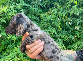 Beautiful litter of Rainbow Puppies