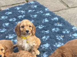 Cockapoo Puppies - Fluffy Faces & Little Tails Full of Joy!
