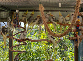 Young cockatiels