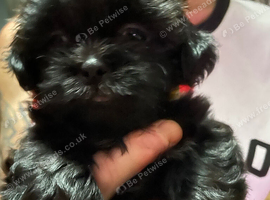 Gorgeous Shih Tzu puppies for sale