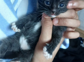 3 kittens, available 14th July