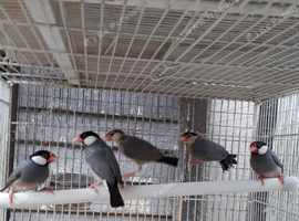Java sparrows