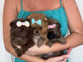 KC registered Pretty Pom Puppies