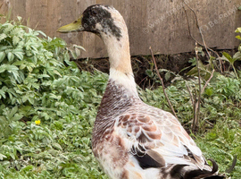 Gorgeous Welsh harlequin X saxony drake
