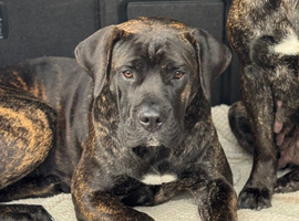 Presa canario bitch