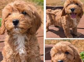 Quality DNA Clear Cavapoo puppies from Licensed Breeder