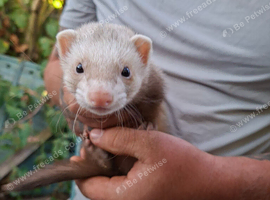 3 sandy jill ferrets