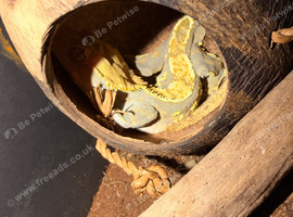 Crested gecko breeding pair