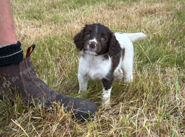 English Springer Spaniel Puppies