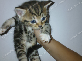Beautiful cross kittens