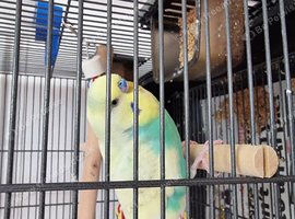 Talking budgie