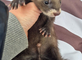 Micro eu polecats