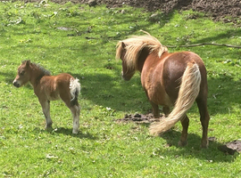 Registered Shallowater Miniature Shetland