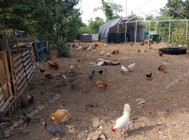 Buff Orpington x Warren hatching eggs