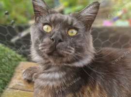 Black smoke male mainecoon