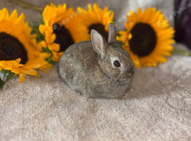 Pure netherland dwarf baby&rsquo;s