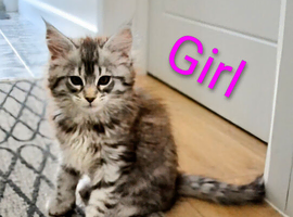 Maine coon kittens available