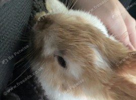 Baby boy bunny