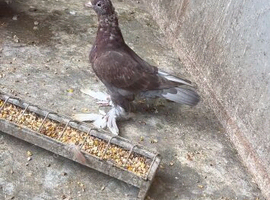 Beautiful young tumbler birds