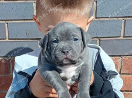 Blue staffy pups