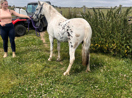 2 year old Dartmoor filly
