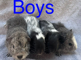 X4 baby boy guinea pigs
