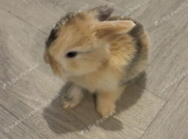 4 baby bunnies for sale.