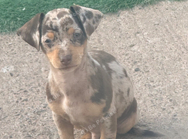 Stunning chiweenie puppies.....