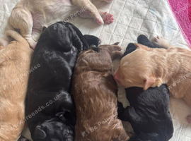 7 gorgeous double doodle puppies