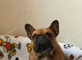 French bulldog