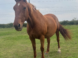 Gorgeous 16.1hh Anglian European Warmblood All-Rounder Mare