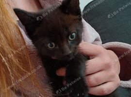 8 week old kittens looking for forever homes