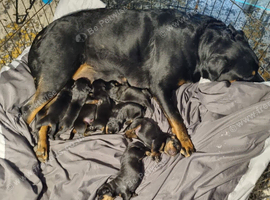1 MALE 1 FEMALE ROTTWEILER PUPPIES AVAILABLE