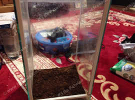 Glass Tank for insects or Spiders 15x8x8 inch