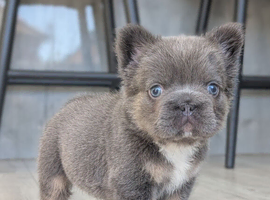 Amazing quality french bulldogs