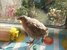 Available 1 x 6 week old male Coturnix quail in rarer colour - powdery white very pale grey and beige for  &pound;4