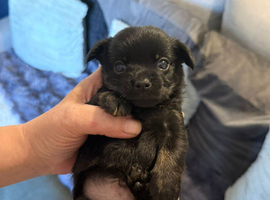 Beautiful babies Only 1 boy left