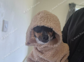 Jack Russell/ chihuahua