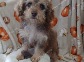 Norfolk terrier cross with a terrier
