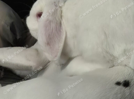 5 month old buck bunny