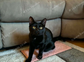 28 week old cat