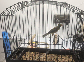 Canary spanish raza