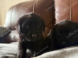 Very chunky Labrador puppies