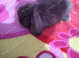 Mini lops ready to leave now